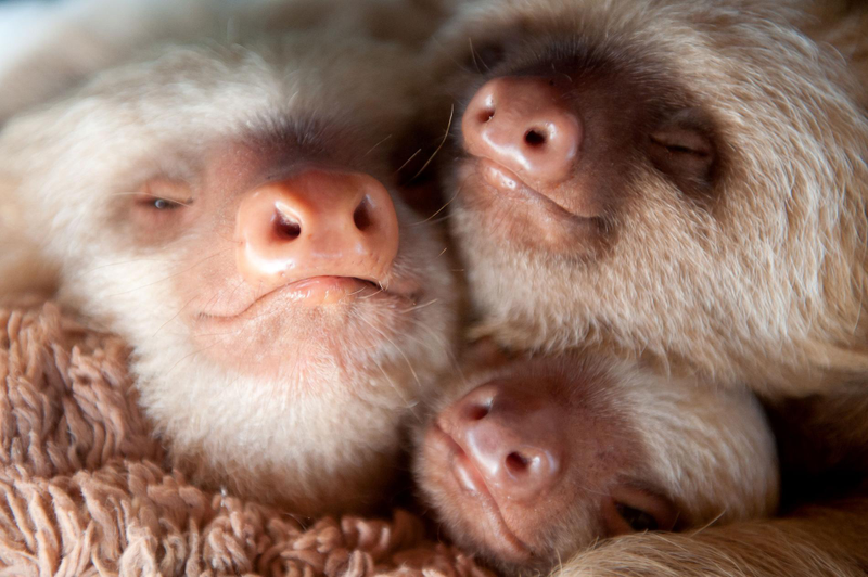 Illustration for article titled "Unbelievably Cute Pictures of Rescued Baby Sloths"